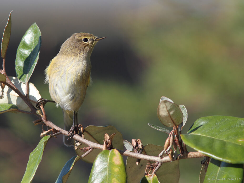 Common Chiffchaff, identification