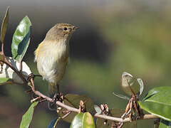 Common Chiffchaff