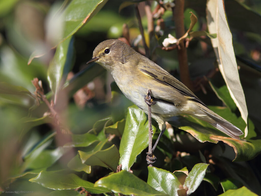 Pouillot véloce, identification