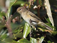 Common Chiffchaff