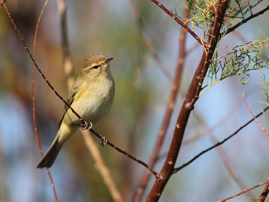 Pouillot véloce, identification