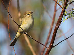 Common Chiffchaff