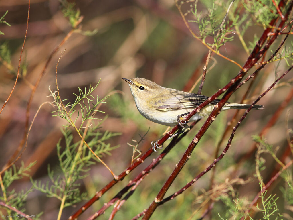 Pouillot véloce, identification