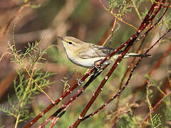 Common Chiffchaff