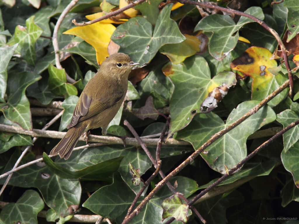 Common Chiffchaff, identification