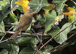 Common Chiffchaff