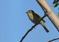 Common Chiffchaff