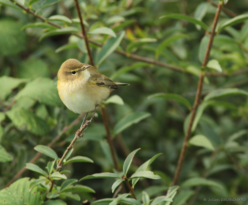 Pouillot véloce, identification