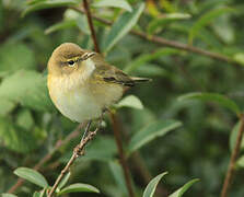 Common Chiffchaff