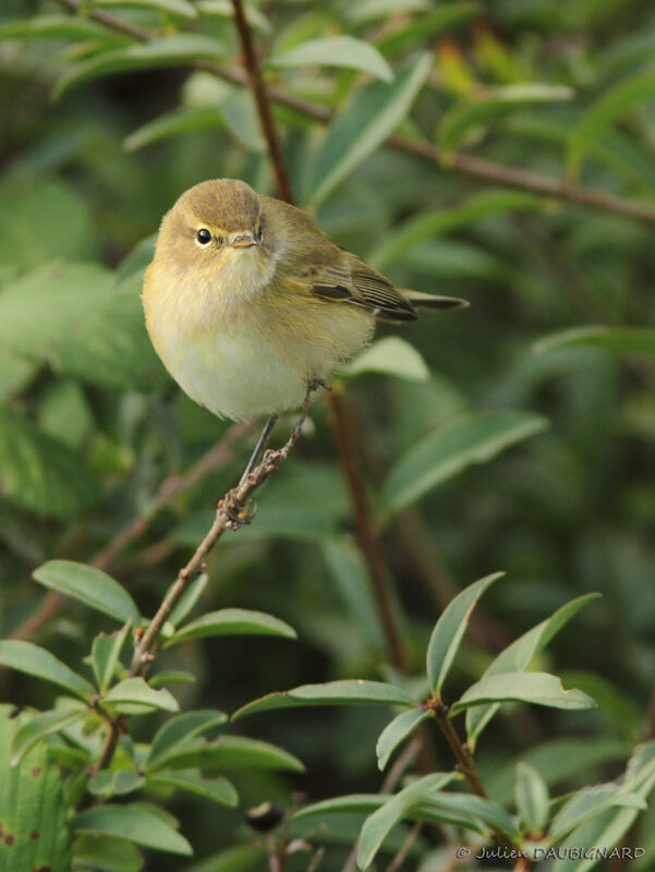 Common Chiffchaff, identification