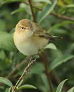 Common Chiffchaff