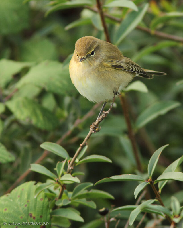 Pouillot véloce, identification