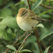 Common Chiffchaff