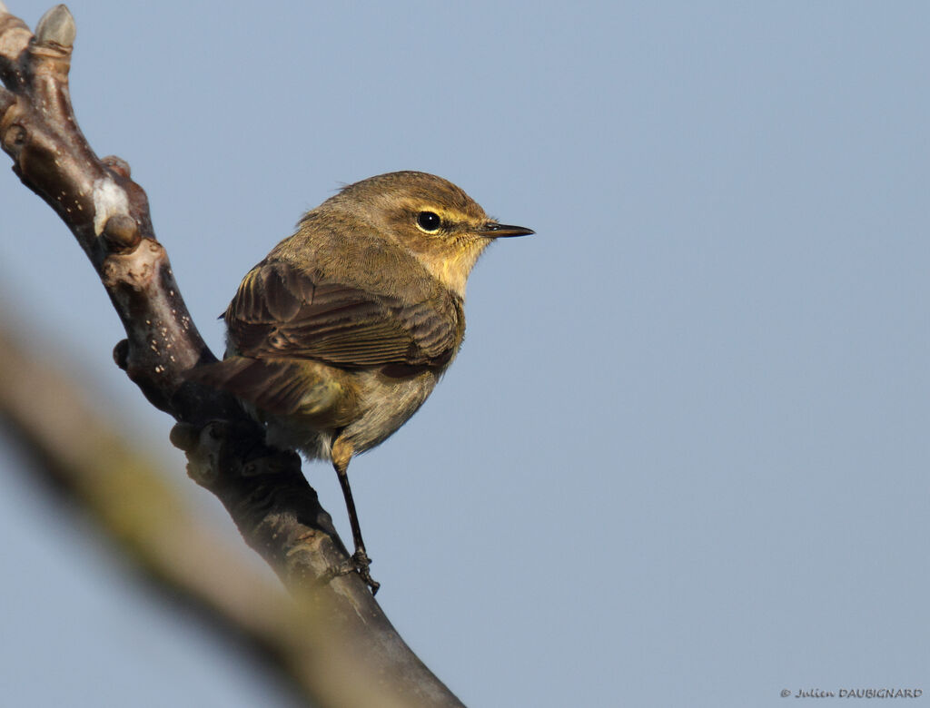 Pouillot véloce, identification