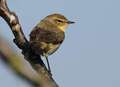 Common Chiffchaff