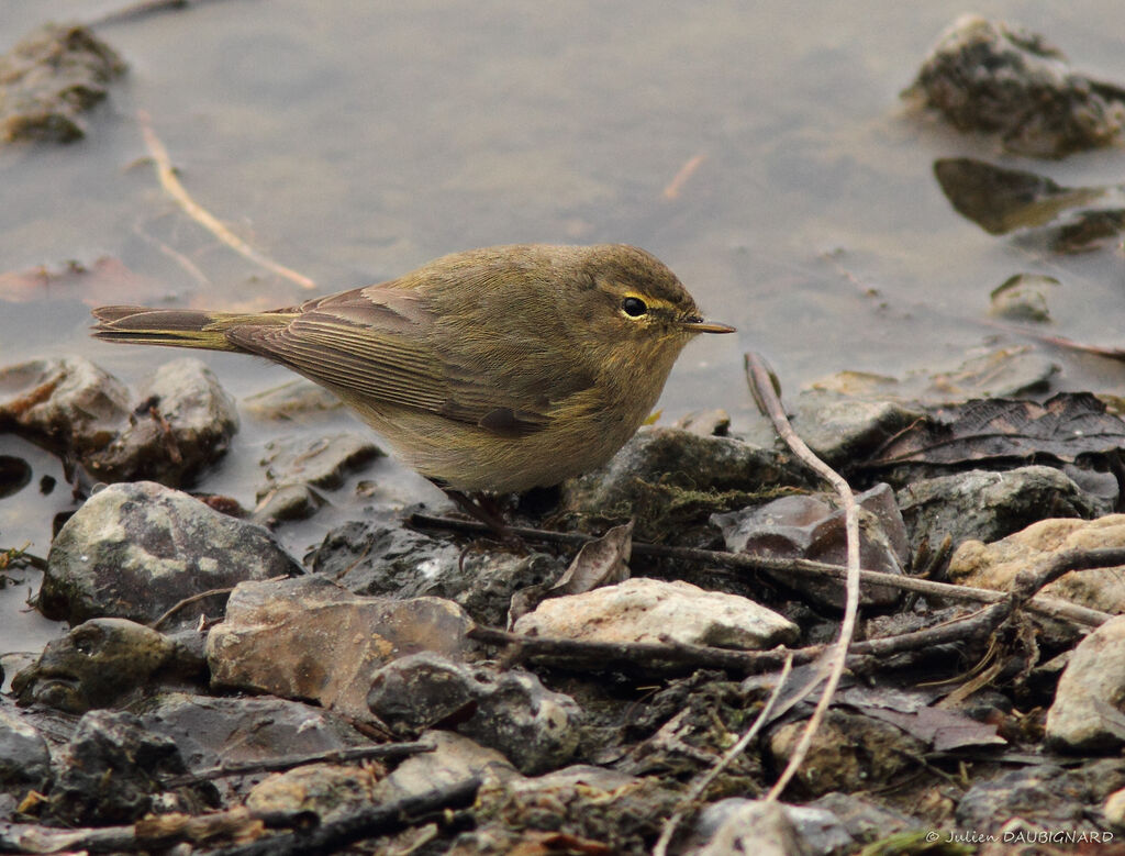 Common Chiffchaff, identification