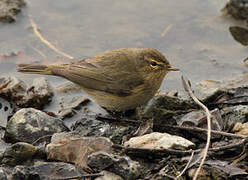 Common Chiffchaff