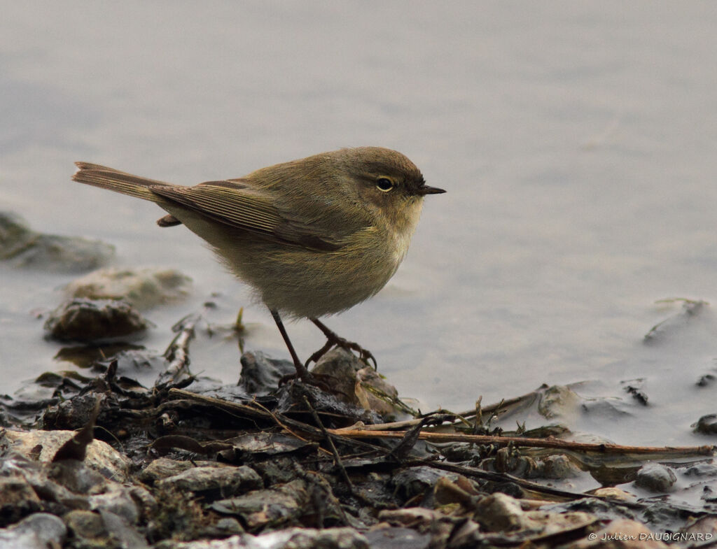 Common Chiffchaff, identification