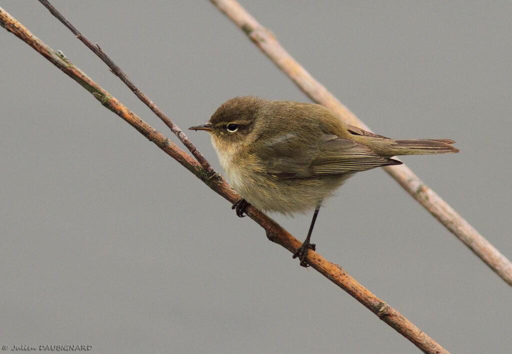 Common Chiffchaff, identification