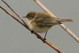 Common Chiffchaff