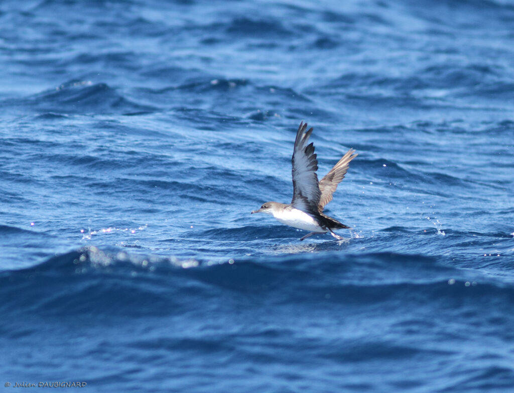 Scopoli's Shearwater, Flight