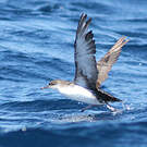 Puffin de Scopoli
