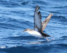 Scopoli's Shearwater