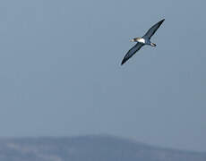 Scopoli's Shearwater