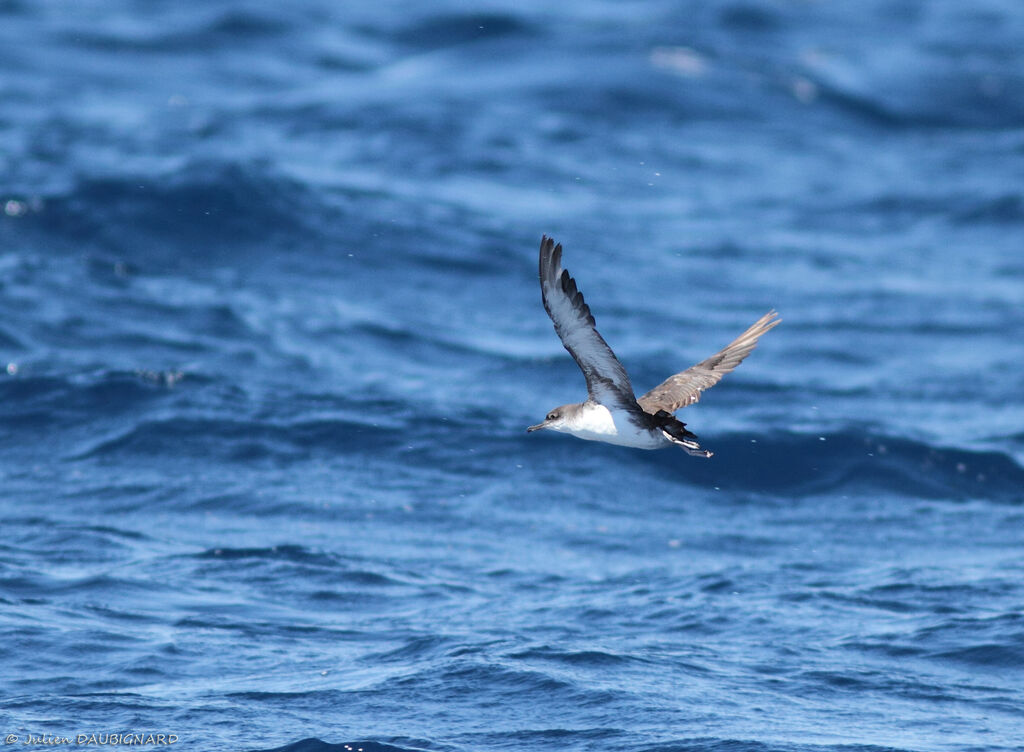 Yelkouan Shearwater, Flight