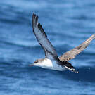 Puffin yelkouan