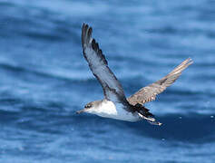 Yelkouan Shearwater