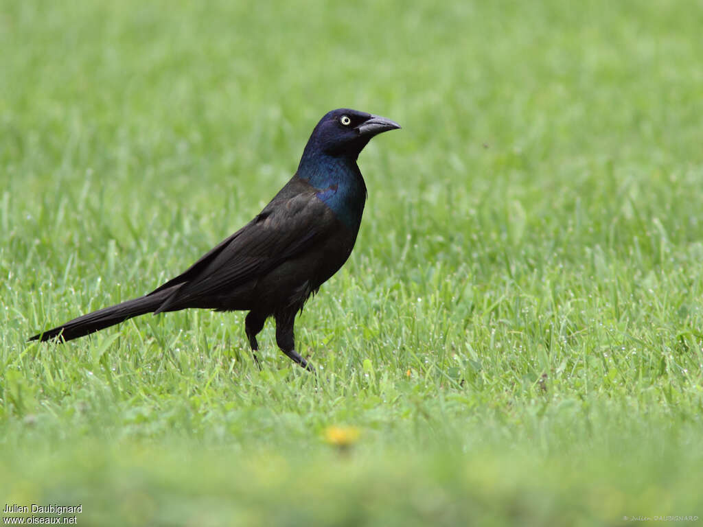 Common Grackleadult, identification