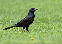 Common Grackle