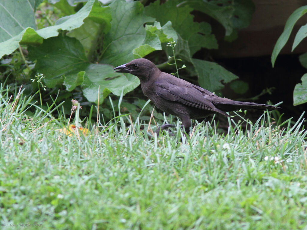 Quiscale bronzéjuvénile, pigmentation, pêche/chasse