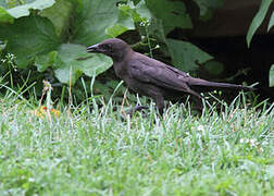 Common Grackle