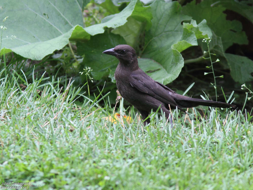 Quiscale bronzéjuvénile, identification