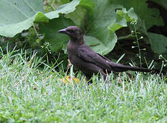 Common Grackle