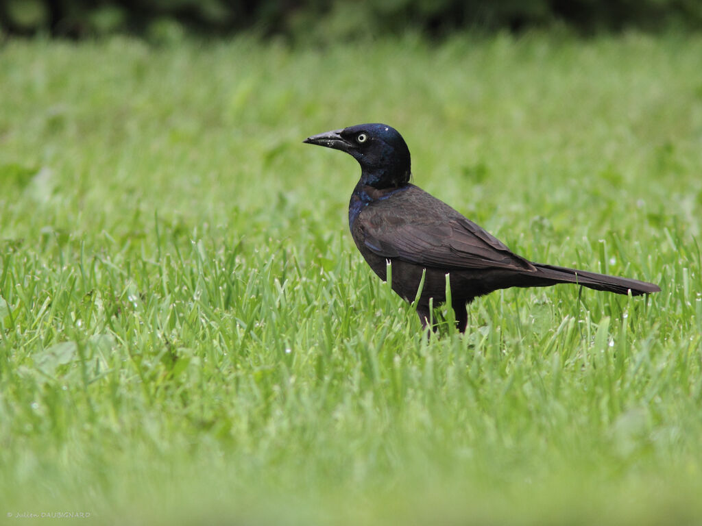 Common Grackle, identification