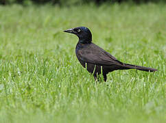 Common Grackle