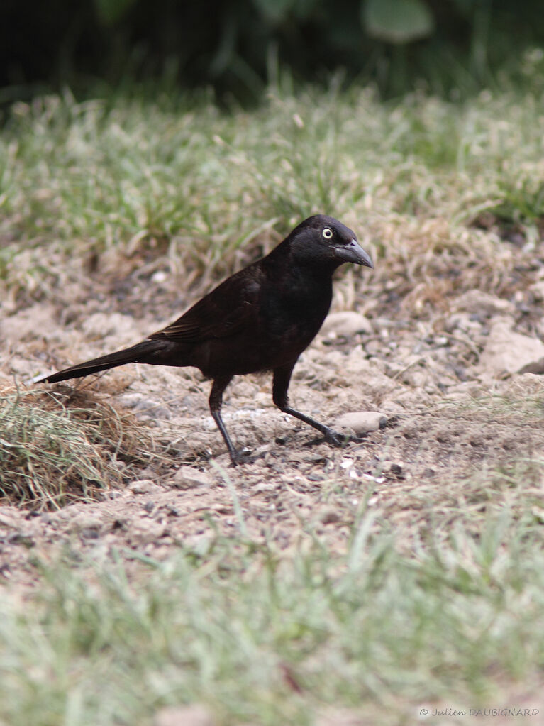 Common Grackle, identification