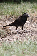 Common Grackle