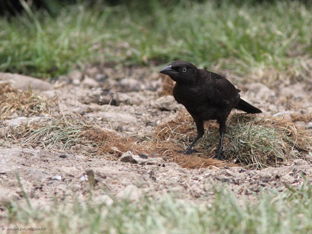 Common Grackle, identification