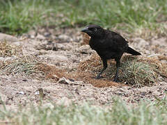 Common Grackle