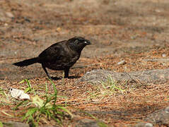 Common Grackle