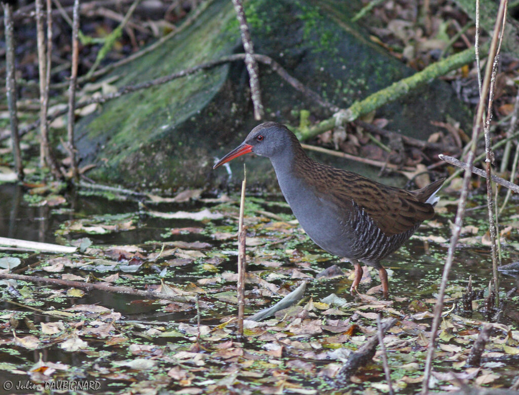 Râle d'eau, identification