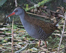 Water Rail