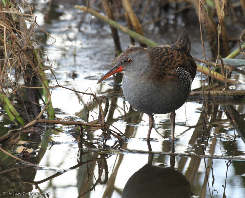 Water Rail, identification