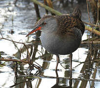 Water Rail