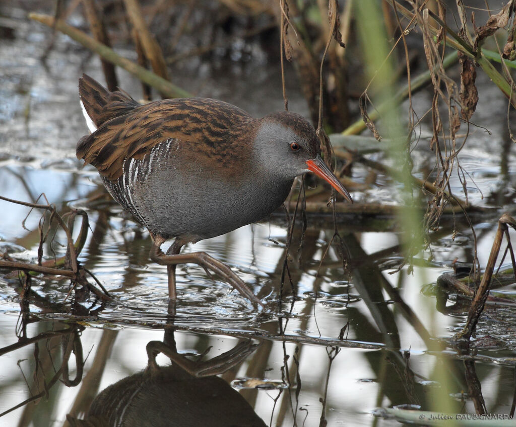 Water Rail, identification