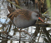 Water Rail